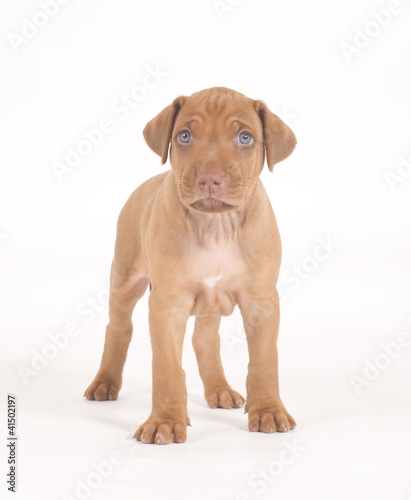 cute puppy standing from front  looking straight  image on white