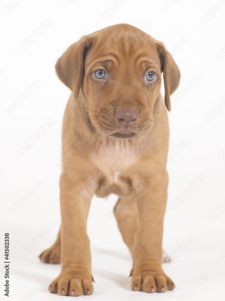cute puppy standing and looking straight, image on white