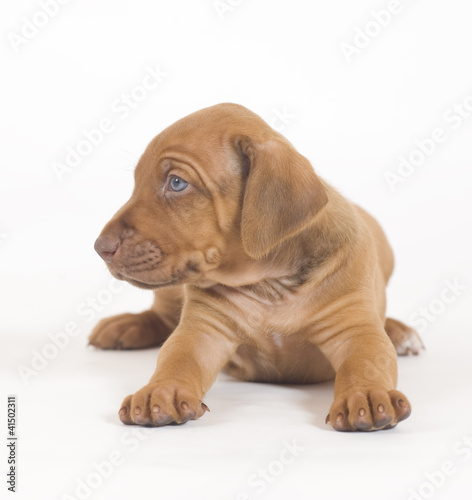 cute puppy lying down  looking to the syide  image on white