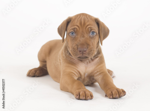 cute puppy looking straight  image on white