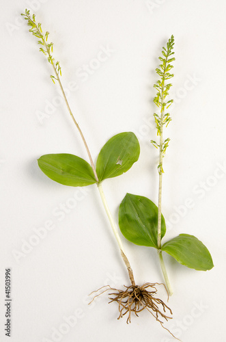 Listera ovata / Listéra ovale photo