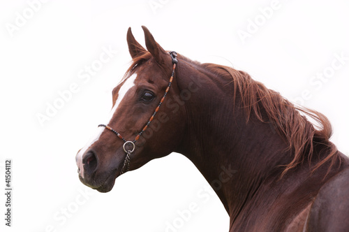 Close-up of a bay arabian horse