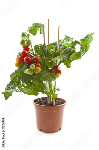 Tomato plant