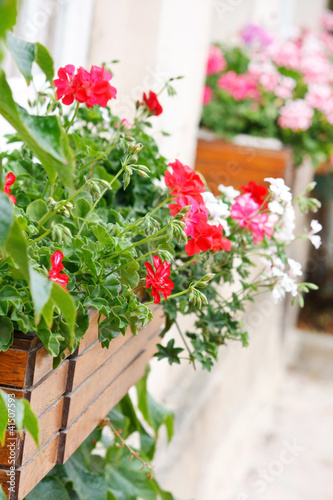 Fototapeta Naklejka Na Ścianę i Meble -  beauty geranium outdoor