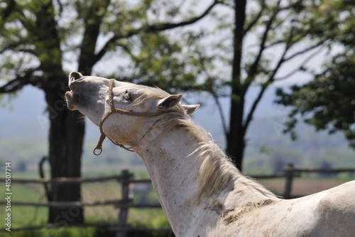Horselaugh of Lipizzaner stallion