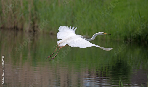 Great white egret flying over a canal