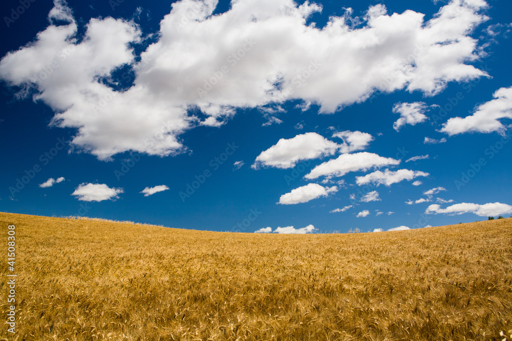 Grano Maturo e Nuvole Grano Maturo e Nuvole
