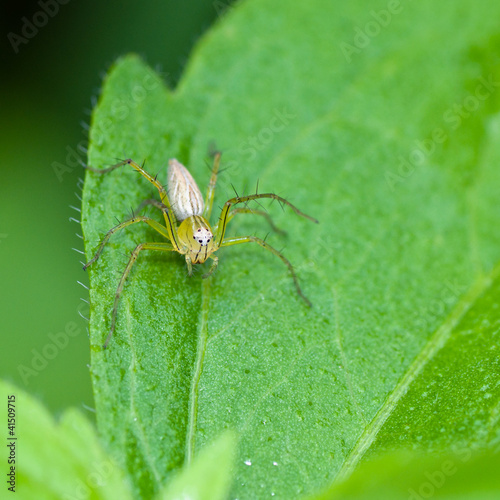 Fototapeta Naklejka Na Ścianę i Meble -  Macro of young spider