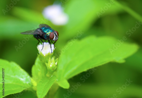 A macro of fly on flower