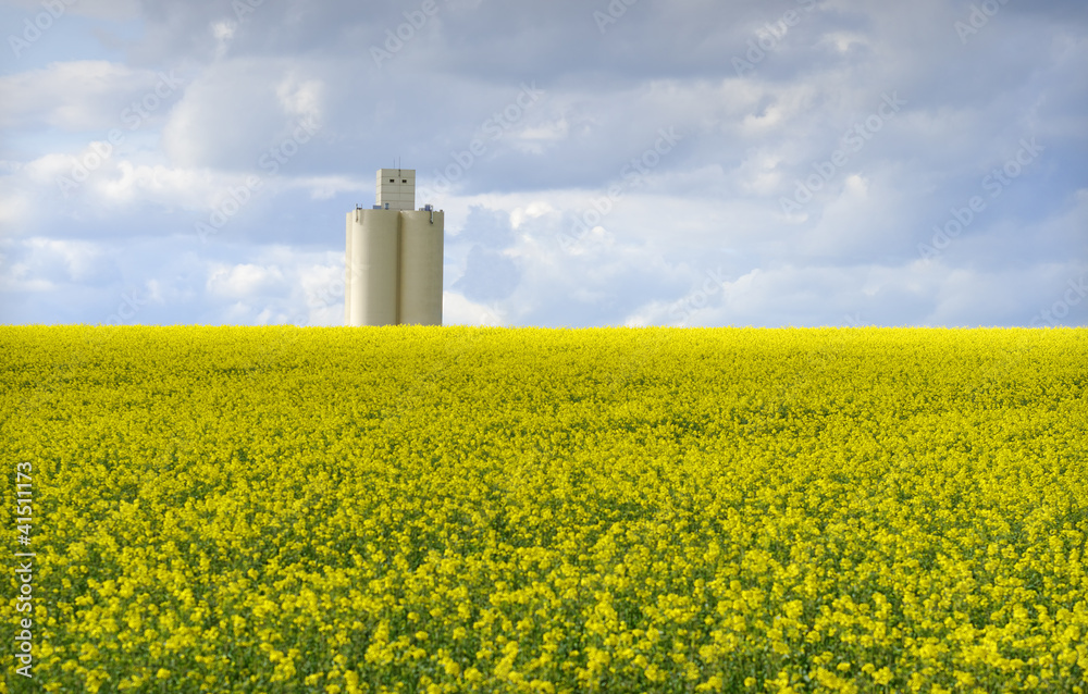 rapeseed