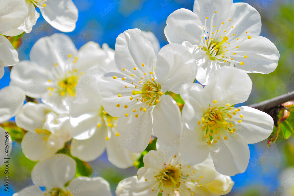 Obraz premium flowering spring tree on blue sky