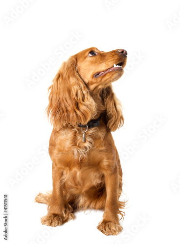 beautiful cocker spaniel sitting
