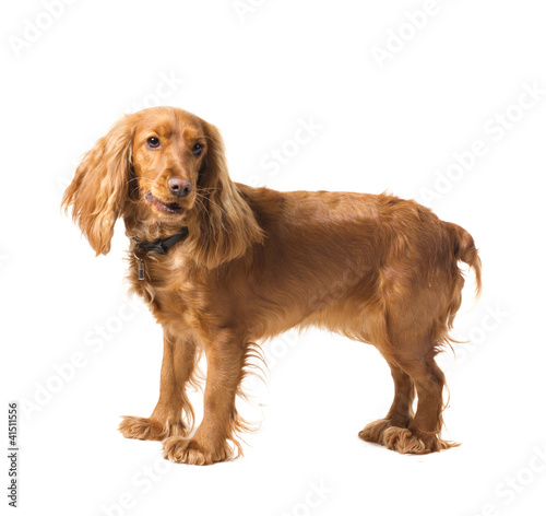 adorable  cocker spaniel