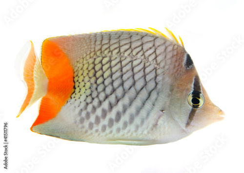reef fish, butterfly fish isolated on white background