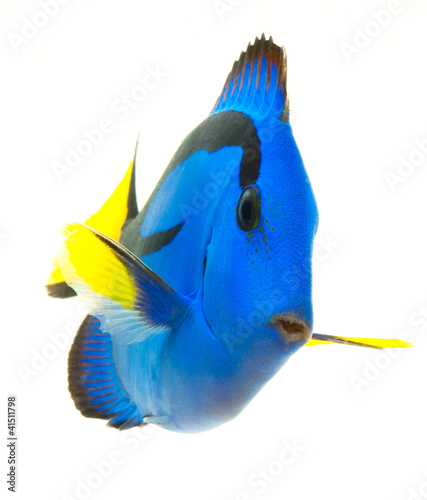blue tang , marine coral fish isolated on white background