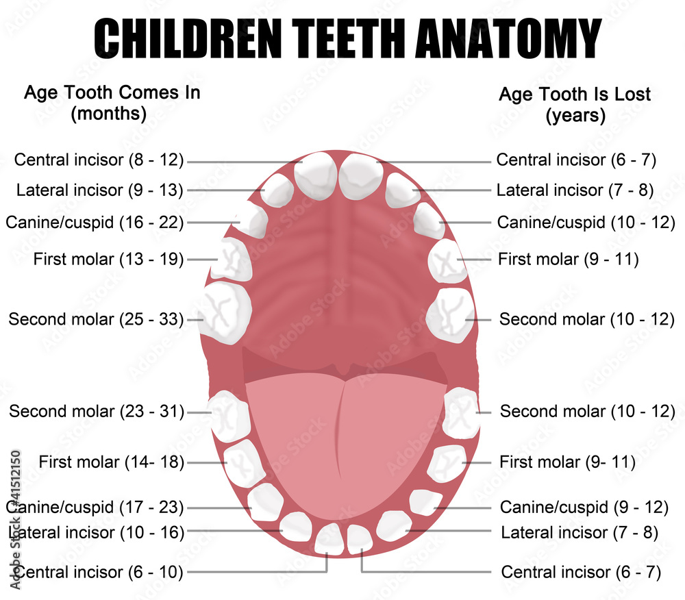 Anatomy Of Children Teeth Stock Vector Adobe Stock anatomy-of-children-teeth-stock-vector-adobe-stock