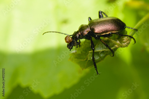 Принти на полотні Calosoma inquisitor