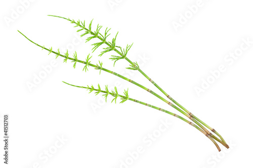 horsetail