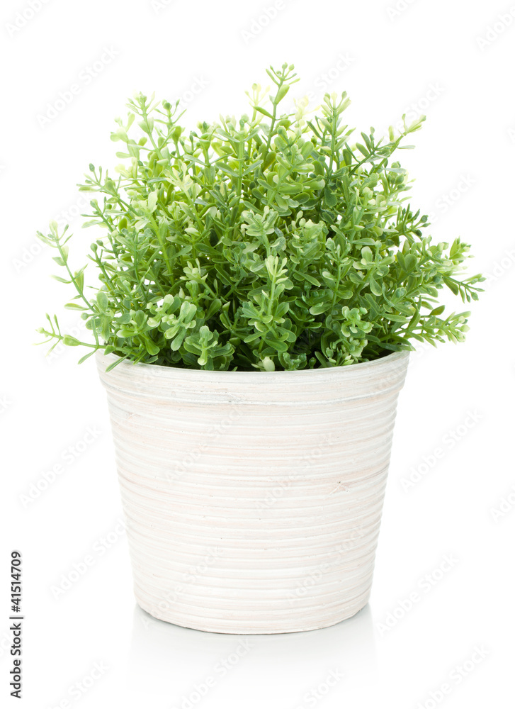 Naklejka premium Decorative flower in flowerpot
