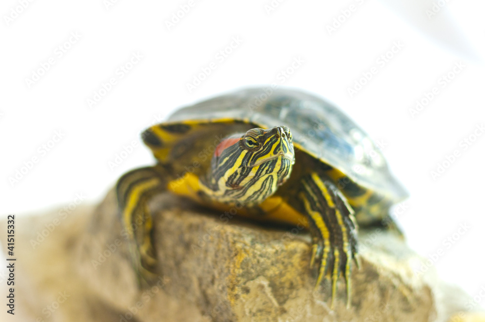 Obraz premium Red-eared slider