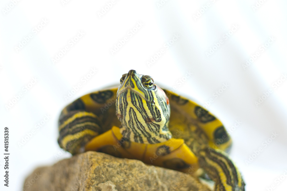 Obraz premium Red-eared slider