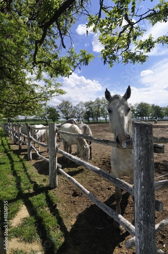 Lipizzaner horse farm in Croatia