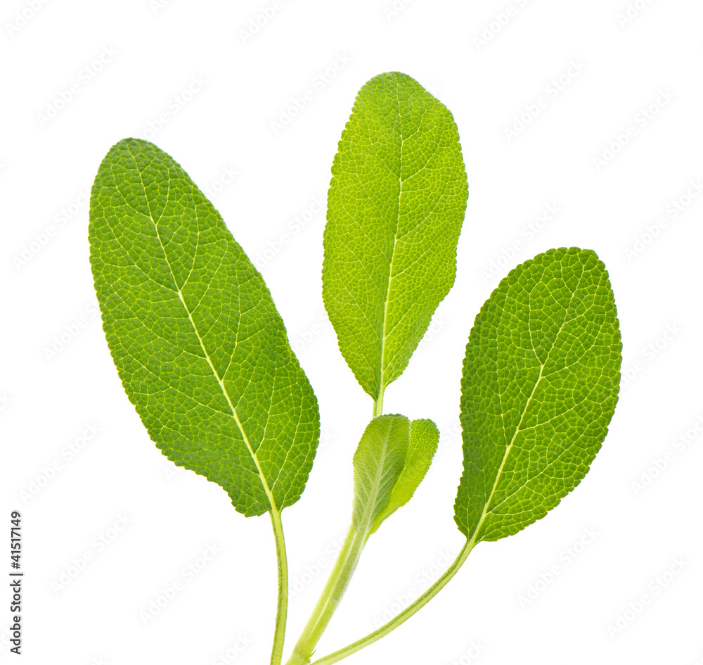 Fototapeta premium sage leaves isolated on white