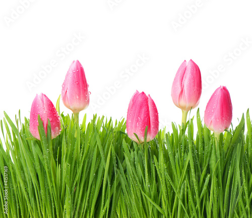 fresh spring tulip flowers in green grass