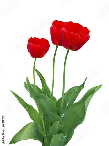 Three red tulips