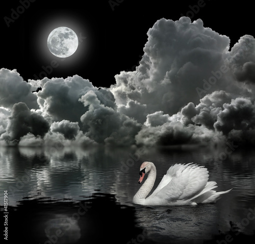 Fototapeta Naklejka Na Ścianę i Meble -  White swan at night under the moon