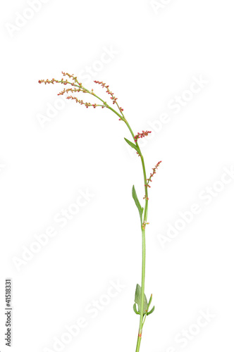 Kleiner Sauerampfer (Rumex acetosella)