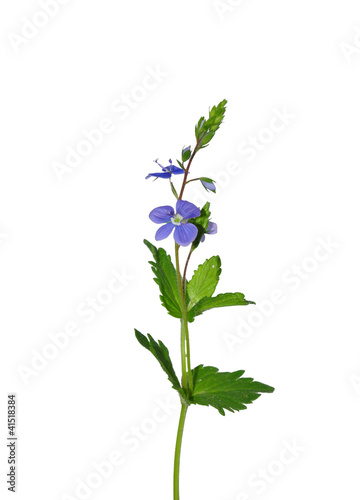 Gamander-Ehrenpreis (Veronica chamaedrys)