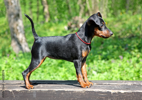 Miniature Pinscher Puppy