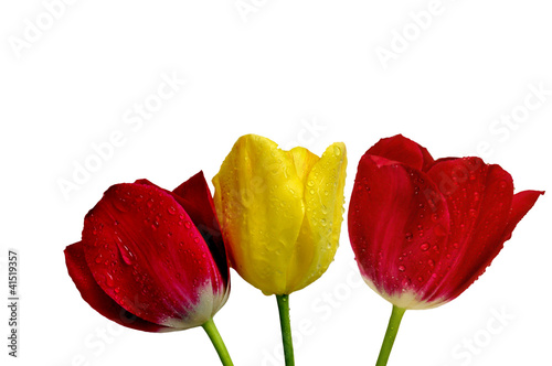 tulipany