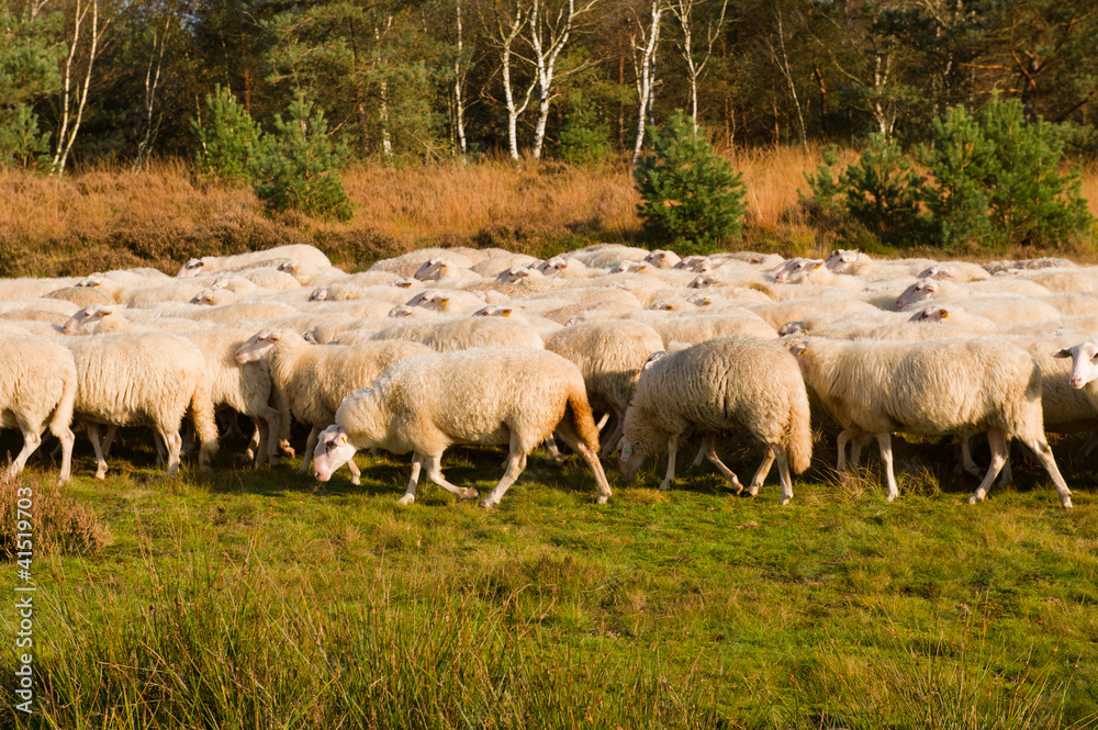 Sheep herd in Holland Sheep herd in Holland