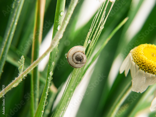 snail on a grass