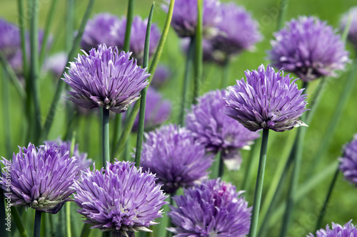 fiori di erba cipollina (macro)