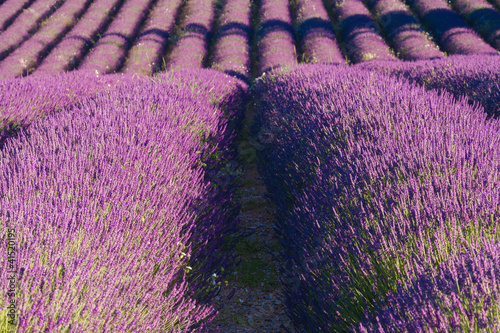 Campi di Lavanda a Banon Provenza photo