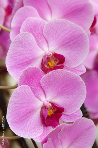 Phalaenopsis orchid