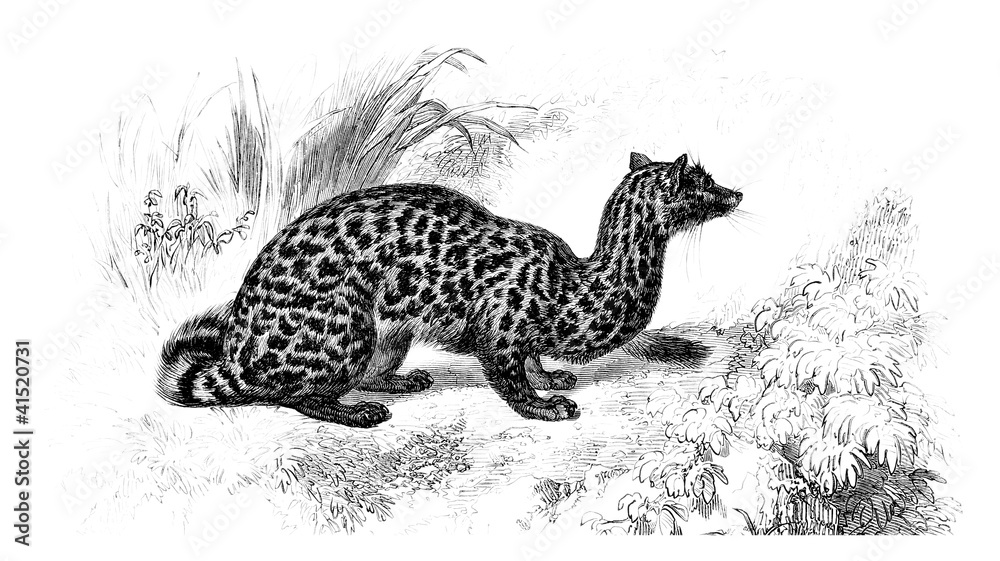 Fototapeta premium Genette 1