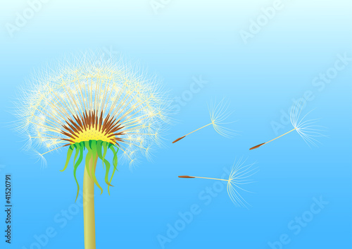 dandelion seeds blowing from stem