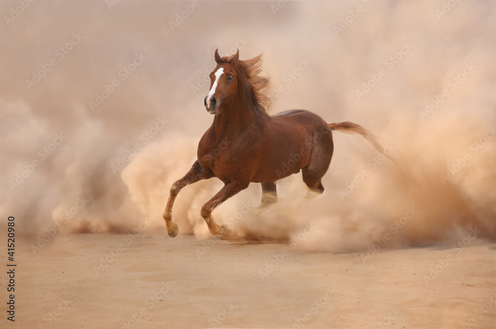 Purebred arabian horse in desert storm