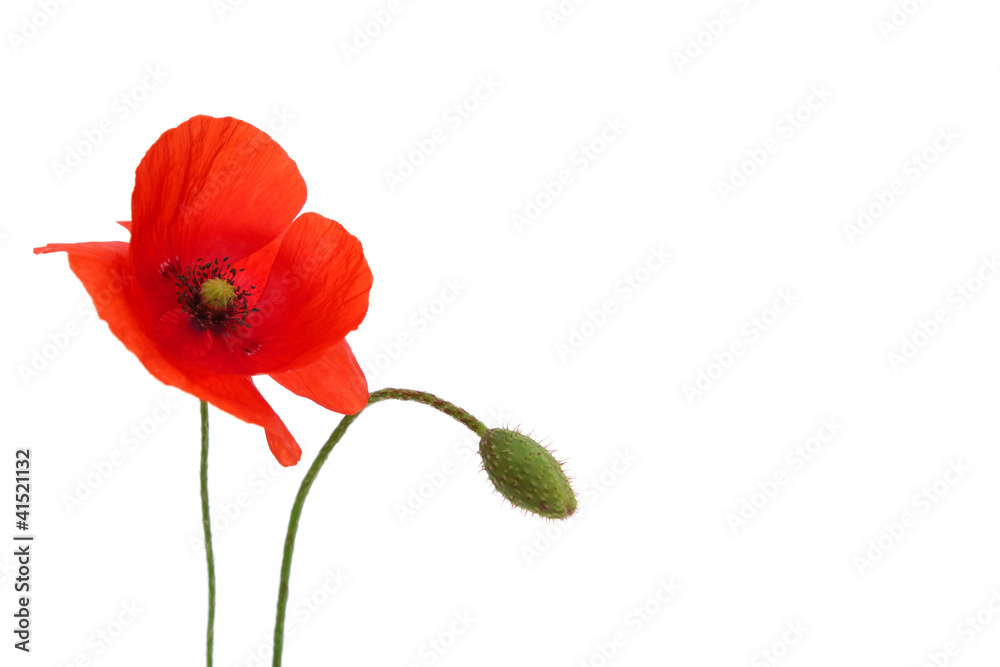 Fototapeta premium poppy flower