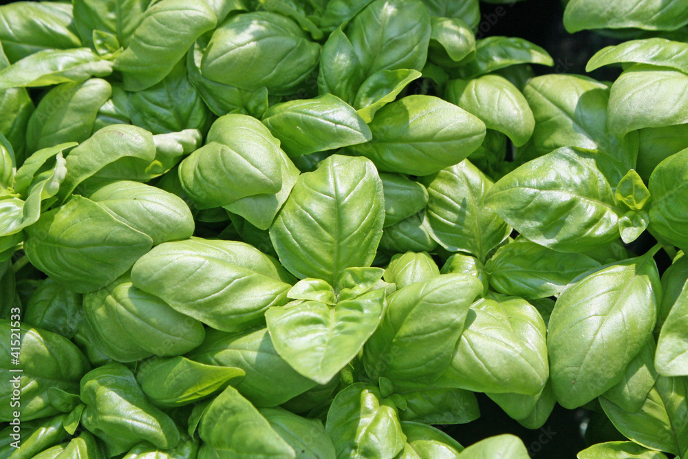 fragrant basil leaves for flavour in cooking fragrant basil leaves for flavour in cooking