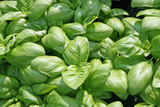 fragrant basil leaves for flavour in cooking