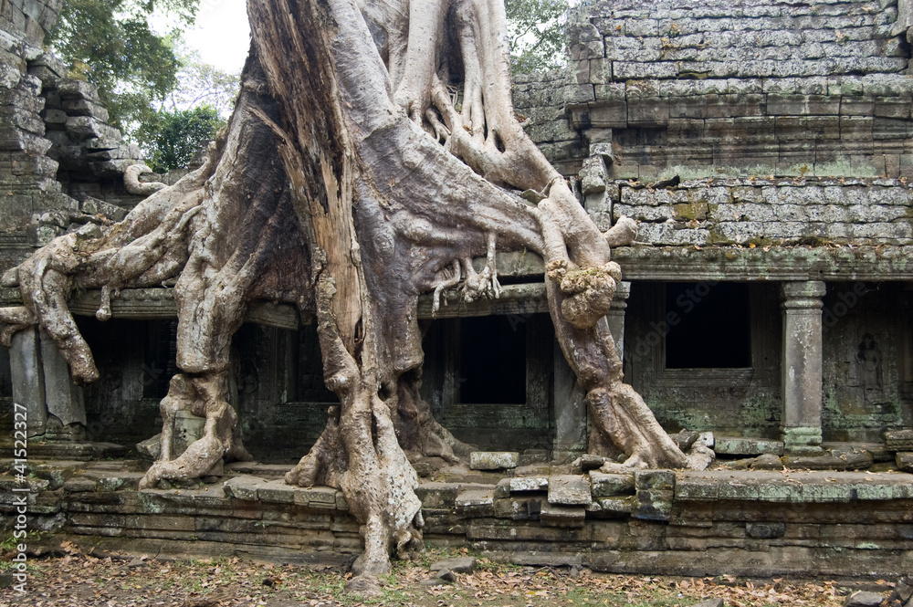 Destructive tree, Preah Khan temple, Cambodia