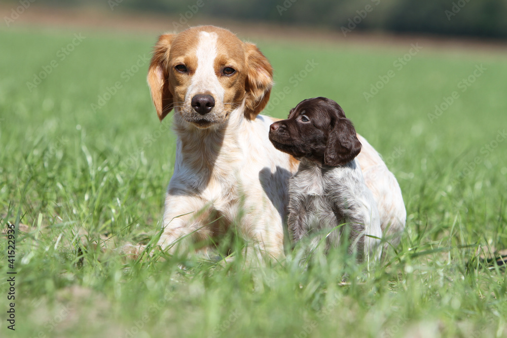 chiot épagneul breton regardant sa mère