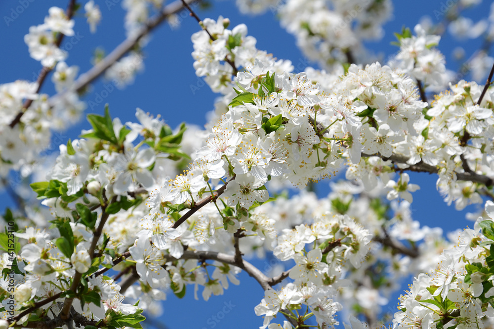 Blooming cherry tree in early springtime, daylight