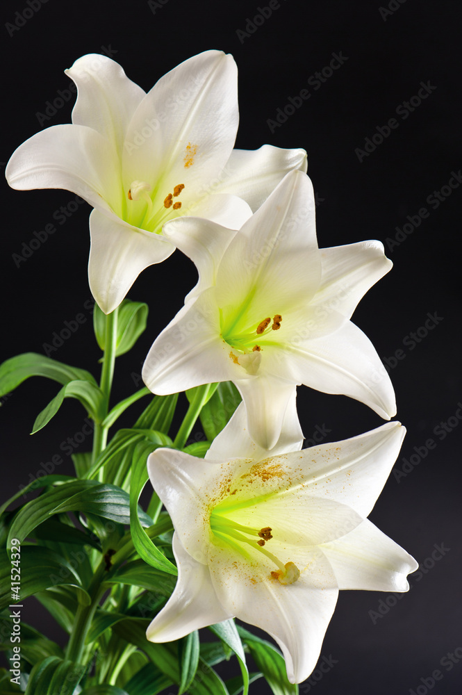 Fototapeta premium white lily flowers bouquet on black