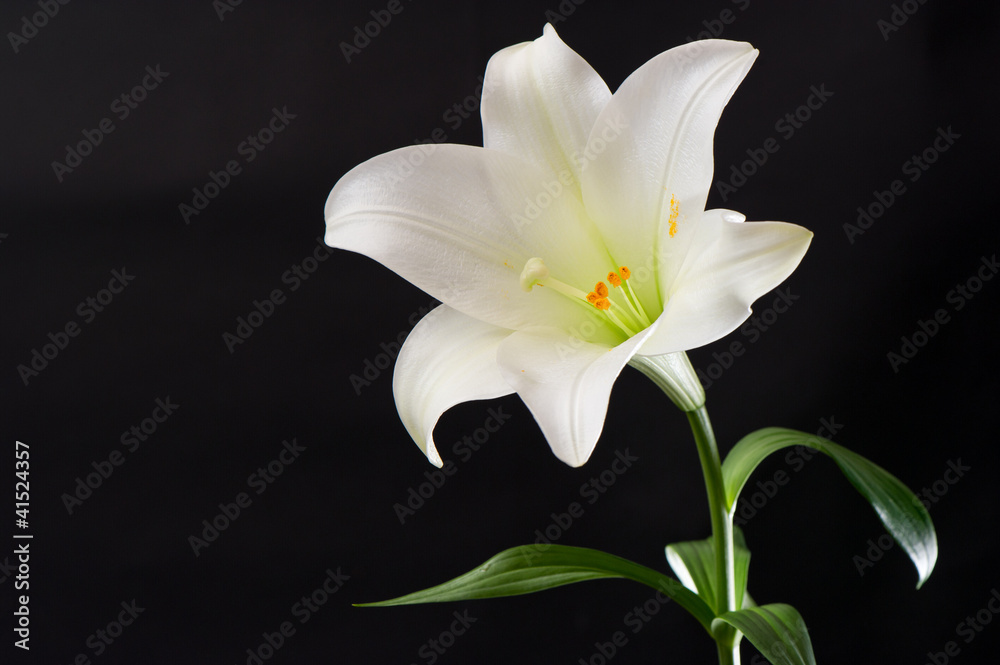 white lily flower on black - obrazy, fototapety, plakaty 